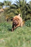 SHAR-PEI 214